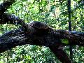 gal/holiday/Brazil 2005 - Foz do Iguacu Birds Sanctuary/_thb_Bird_Sanctuary_Iguacu_DSCF1237.jpg